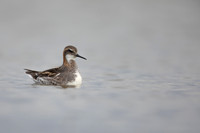 Red-necked Phalarope, River Laxa,  Iceland, June 2022