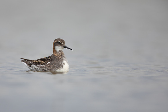 Red-necked Phalarope, River Laxa,  Iceland, June 2022