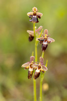 Woodcock x Fly Orchid, Dorset, May 2024.