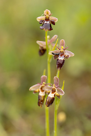 Woodcock x Fly Orchid, Dorset, May 2024.