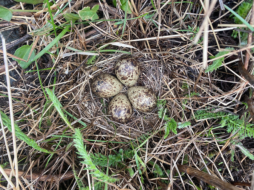 Snipe, Raufarhofn, Iceland, June 2022