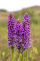 Kenfig, June 2024