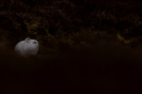 Mountain Hare, Findhorn Valley, February 2024