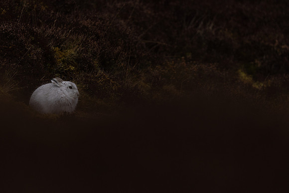 Mountain Hare, Findhorn Valley, February 2024