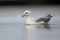 Fulmar, Iceland, June 2022