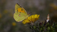 Clouded Yellow, Severnside, Bristol 2014