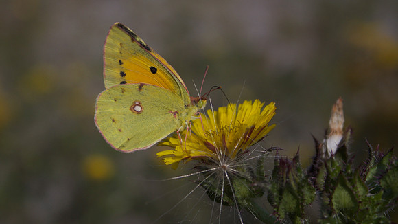 Clouded Yellow, Severnside, Bristol 2014