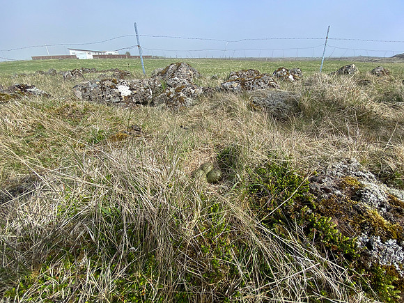 Whimbrel, Sandgeroi, Iceland, May 2022