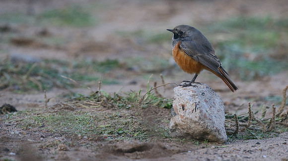 Eastern Black Redstart, Skinningrove, November 2016