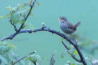 Wren, Rockhampton, April 2024