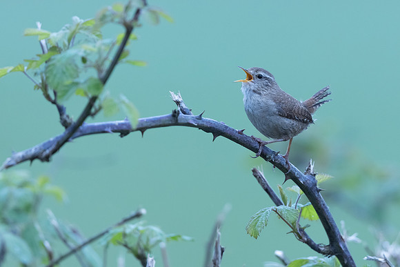 Wren, Rockhampton, April 2024