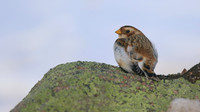 Snow Bunting, Cairngorms, February 2015