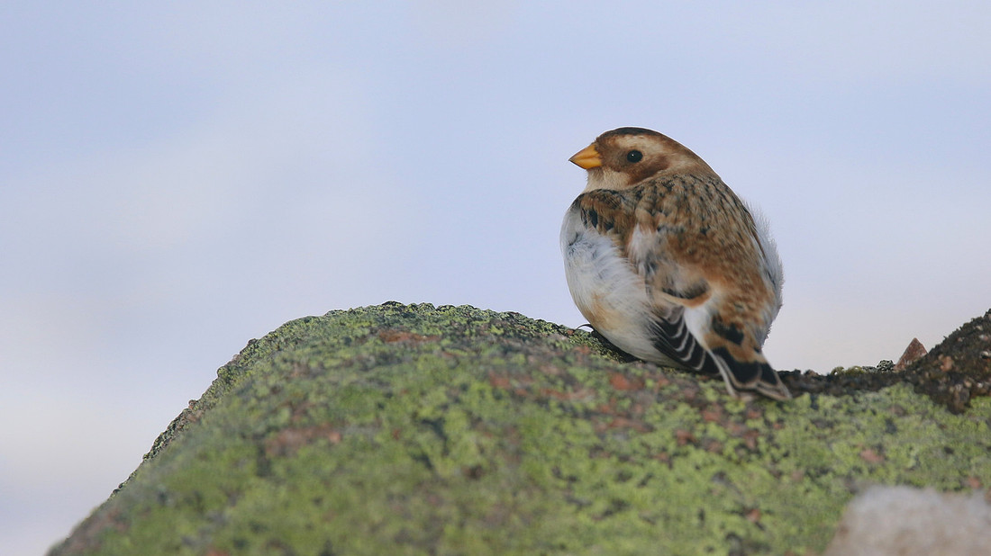Snow Bunting, Cairngorms, February 2015
