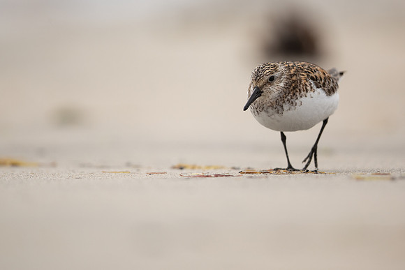 Sanderling, Raufarhofn, Iceland, June 2022