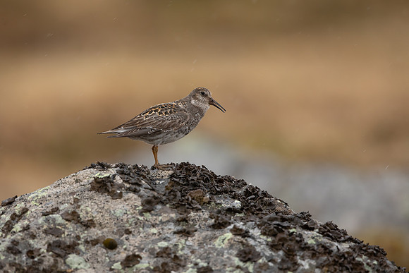 Purple Sandpiper, Raufarhofn, June 2022