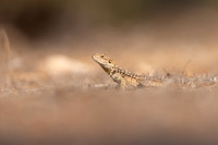 Cyprus Rock Agama, Cape Grecko, Cyprus, July 2024