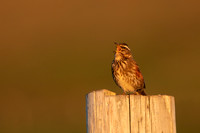 Redwing,Blondous, Iceland, June 2022