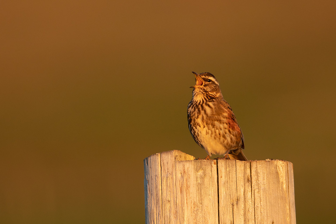 Redwing,Blondous, Iceland, June 2022