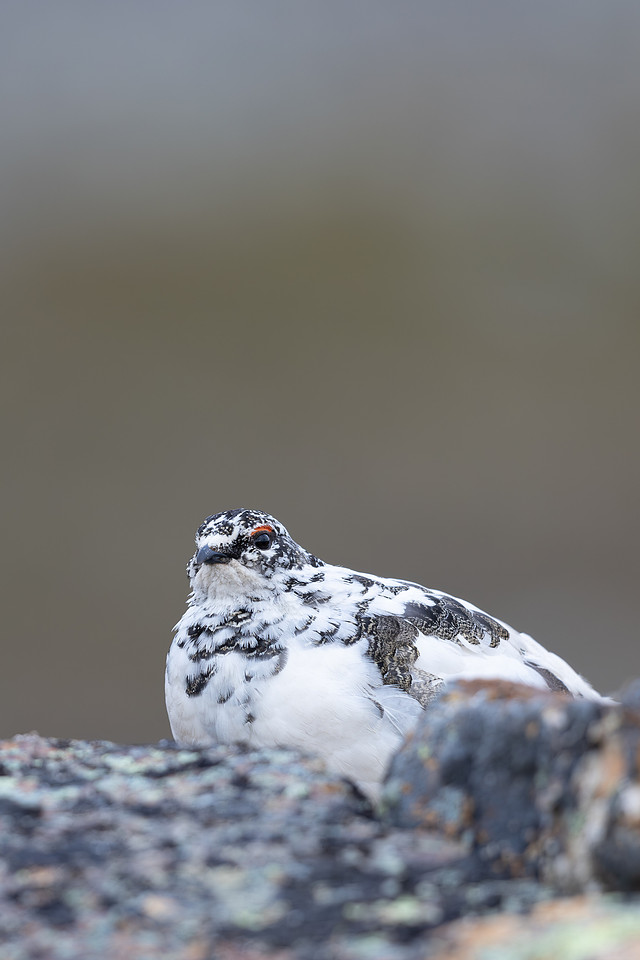 Ptarmigan, Mount Alias, Finland, June 2025
