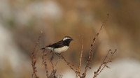 Cyprus Wheatear, Cape Greco 2014