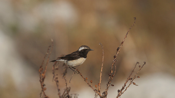 Cyprus Wheatear, Cape Greco 2014