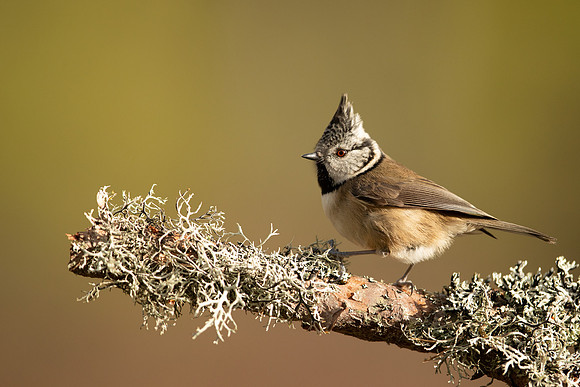 Crested Tit, Loch Morclich, February 2023