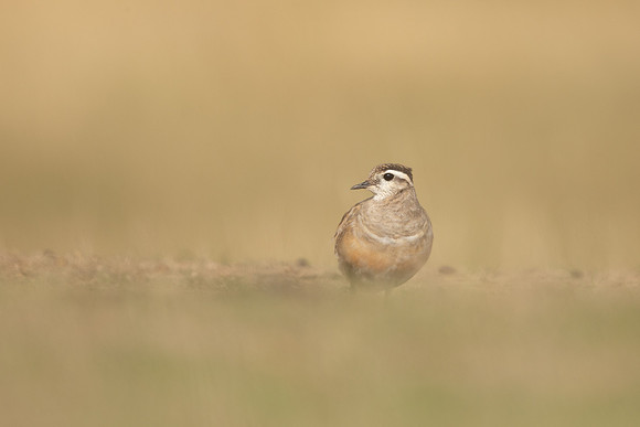 Dotterel, Cleeve Common, September 2022