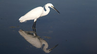 Little Egret