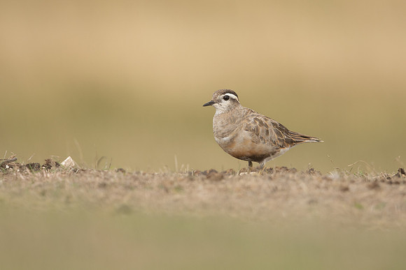 Dotterel, Cleeve Common, September 2022
