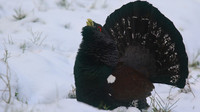 Capercaillie, Cairngorms, Scotland, Feb 2015