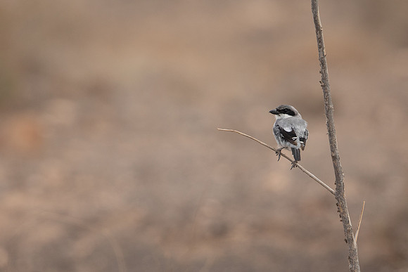 Southern Grey Shrike, Lanzarote, July 2022