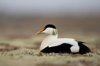 Eider Duck, Raufarhofn, Iceland, June 2022