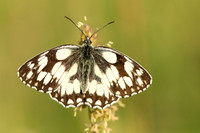 Marble White, Oldbury Power Station, June 2020