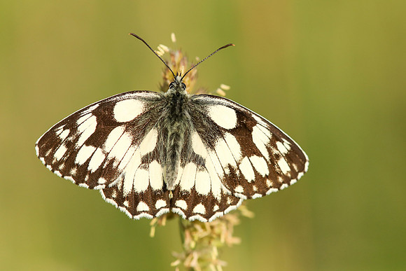 Marble White, Oldbury Power Station, June 2020