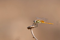 Red-veined Darter, (male) Cape Greco, Cyprus, July 2024
