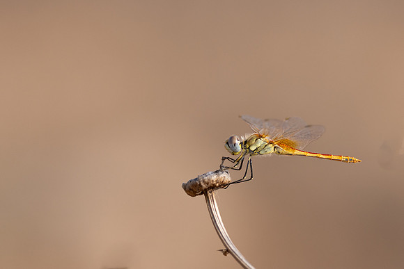 Red-veined Darter, (male) Cape Greco, Cyprus, July 2024