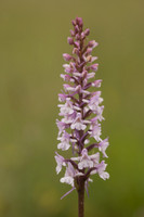 Chalk Fragrant-orchid, Rodbrough Common, June 2024