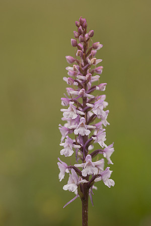 Chalk Fragrant-orchid, Rodbrough Common, June 2024