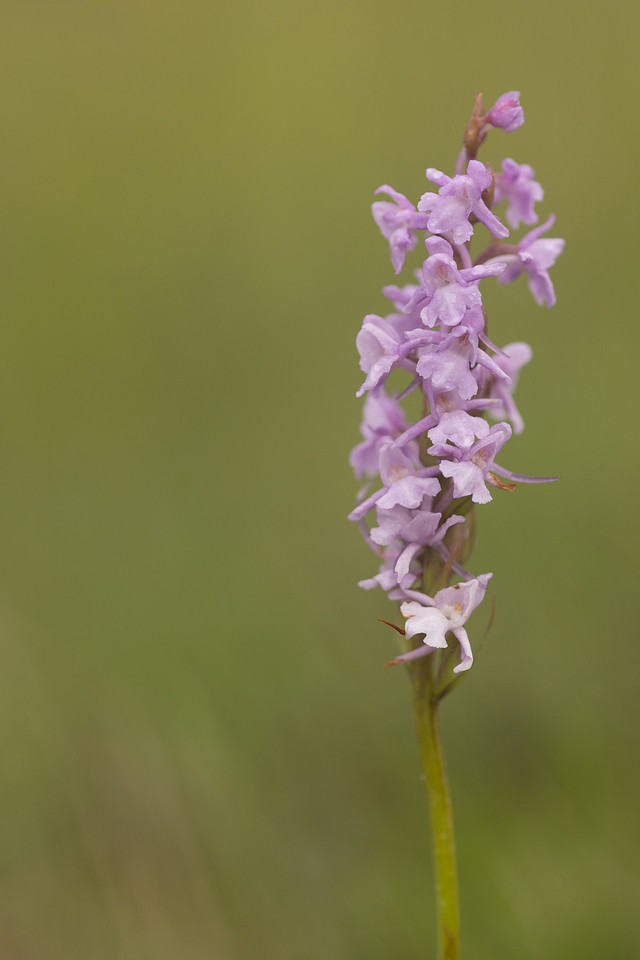 Chalk Fragrant-orchid, Rodbrough Common, June 2024