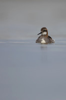 Red-necked Phalarope, River Laxa,  Iceland, June 2022