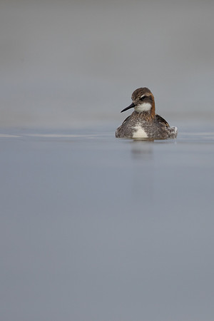 Red-necked Phalarope, River Laxa,  Iceland, June 2022