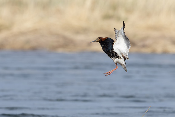 Ruff, Sandfjordneset, Norway June 2025