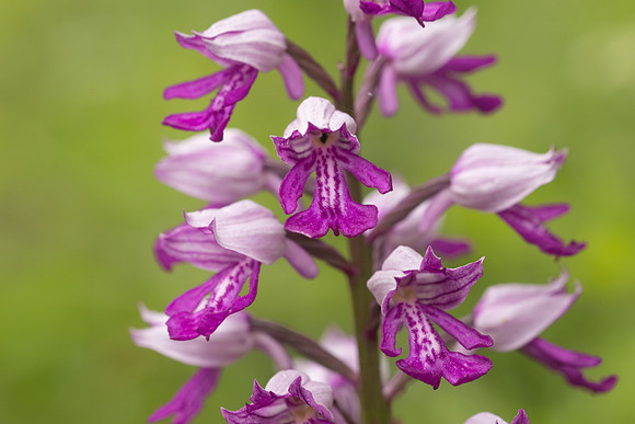 Miltary Orchid, Berkshire, May 2024