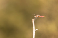 Red-veined Darter, (male) Cape Greco, Cyprus, July 2024