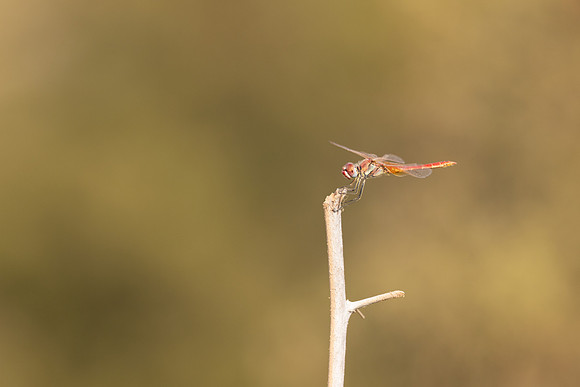 Red-veined Darter, (male) Cape Greco, Cyprus, July 2024