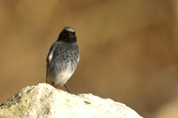 Black Redstart, Seaton, January 2020