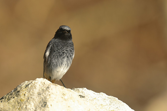 Black Redstart, Seaton, January 2020