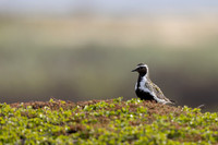 Northern Golden Plover, Komagvaer, Finland, June 2025