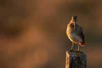 Common Snipe, Blondus,  Iceland, June 2022