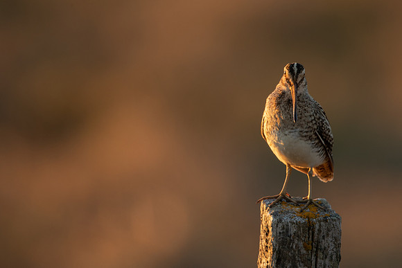 Common Snipe, Blondus,  Iceland, June 2022
